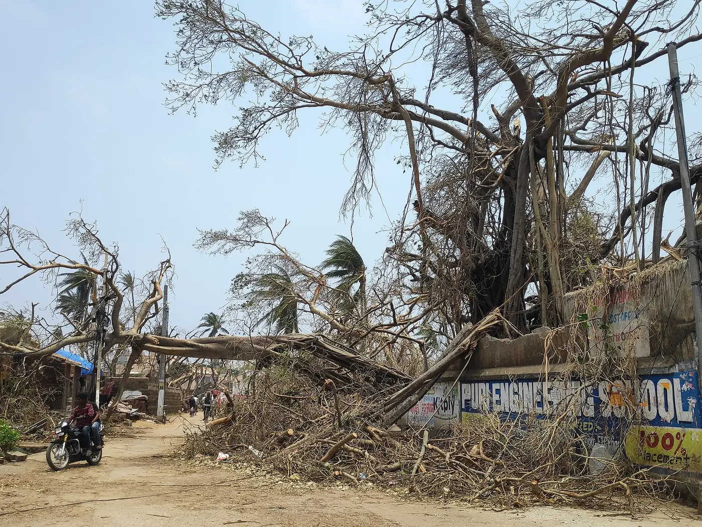 Photograph of large uprooted trees lying across a street near Narendra Pokhari in Puri after Cyclone Fani